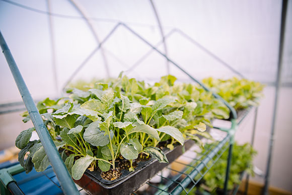 Inside Oakland University's hoop house