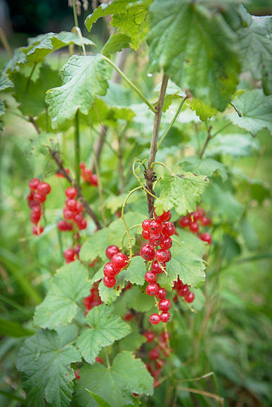 Red Currants