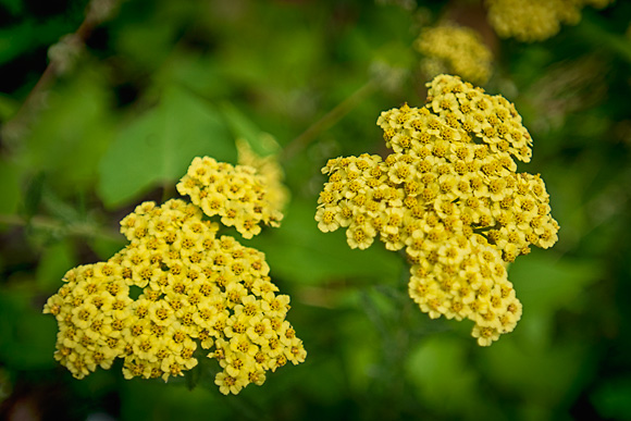 Yarrow