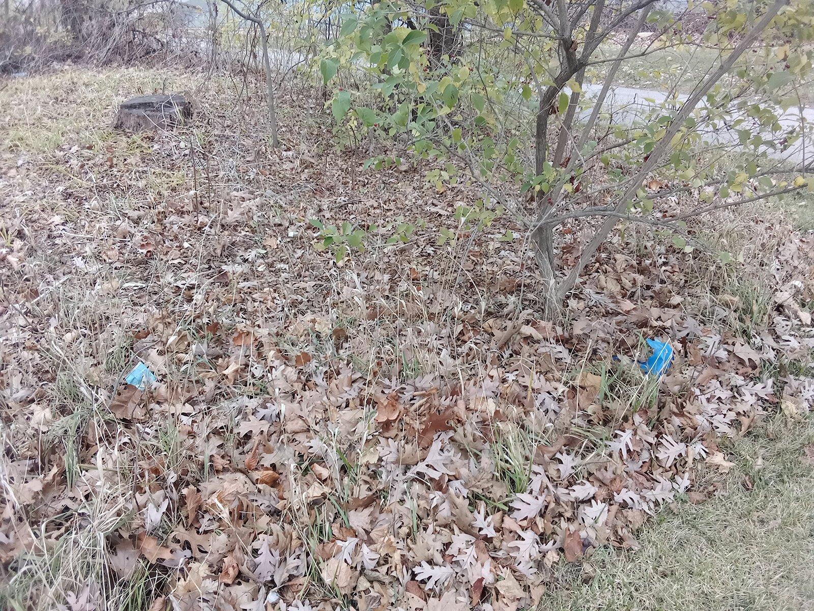 This picture was taken behind Ypsilanti Community High School's admin building. It only makes me more curious about how much Ypsilanti residents worry about representing their town well.