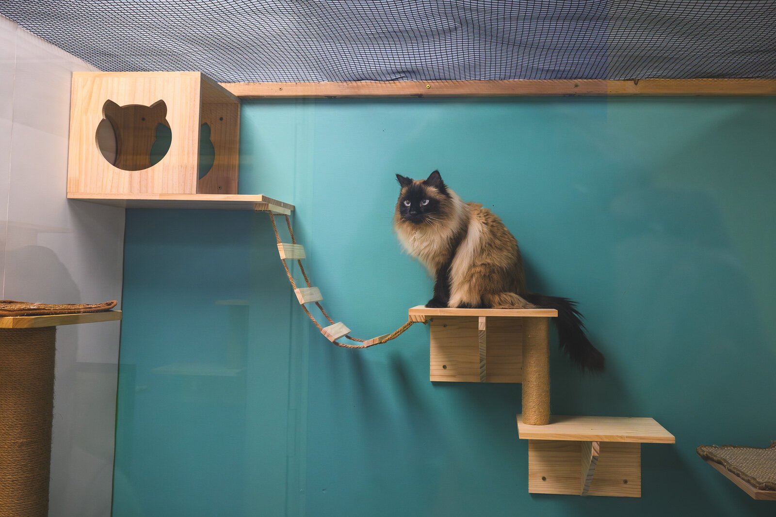 A cat boarding room at Mitten's Pets.