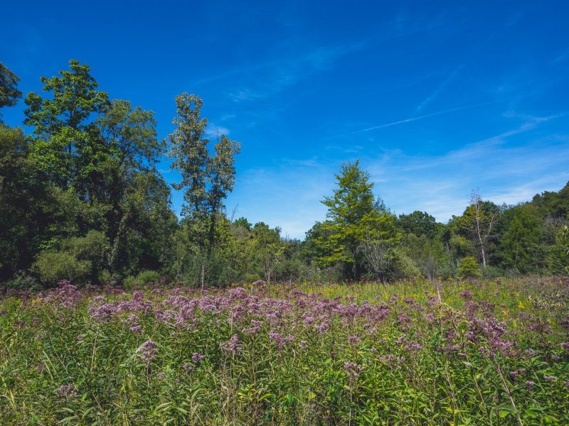 Iron Creek Preserve in Manchester Township.
