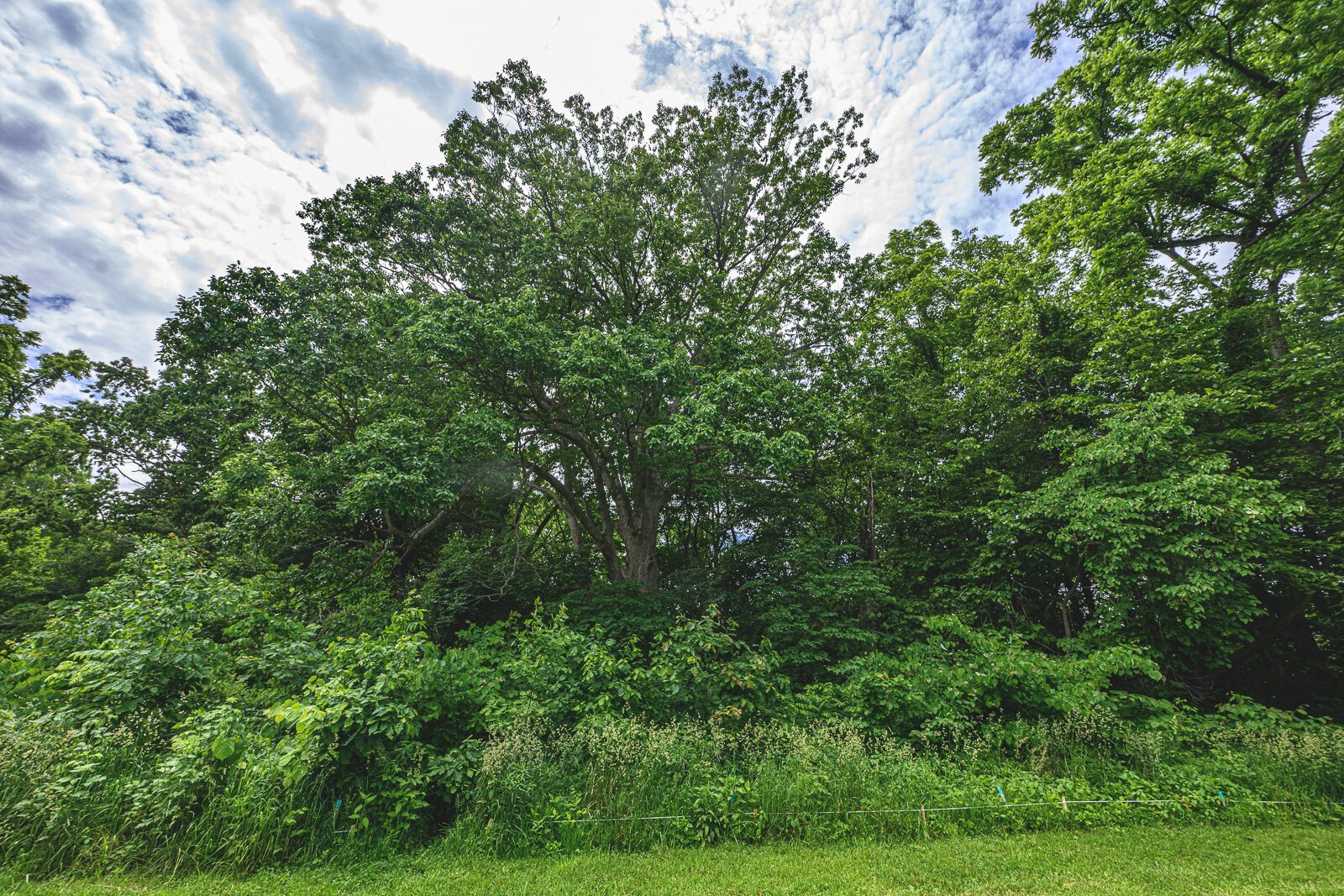 Chinkapin Oak at Wurster Park.