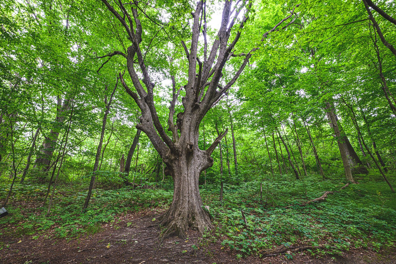 The national champion ironwood at Hewen’s Creek Park.