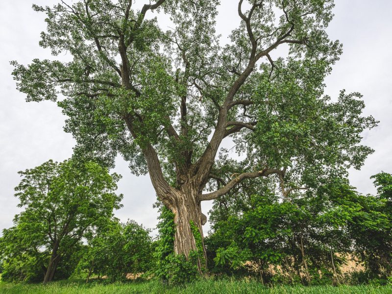 The eastern cottonwood at 3180 Braun Road in Saline.