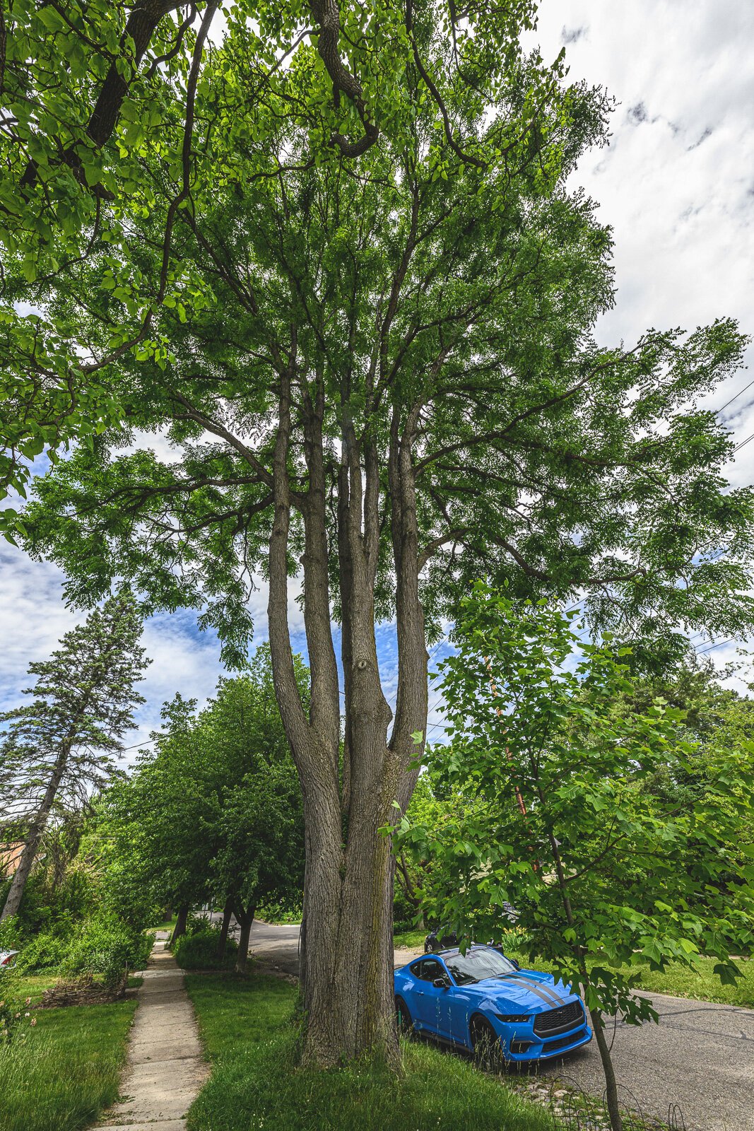Kentucky coffee tree at 1211 Wright St. in Ann Arbor.