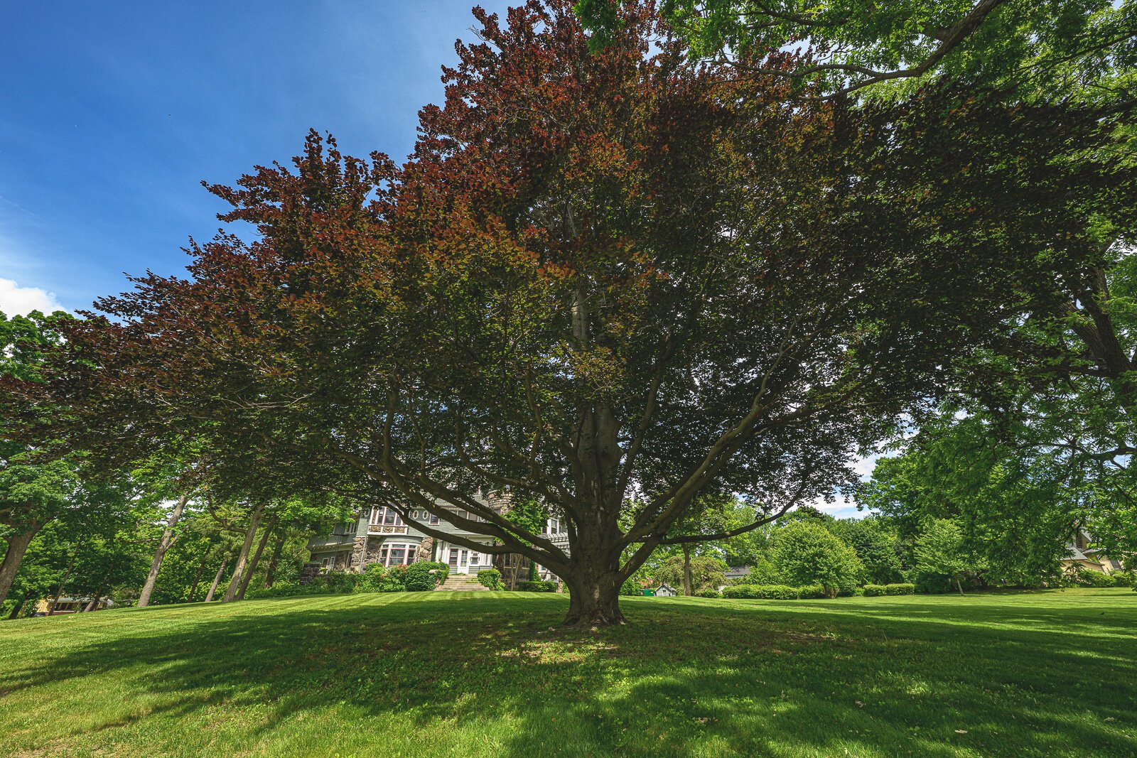 European beech at 600 N. River St. in Ypsilanti.