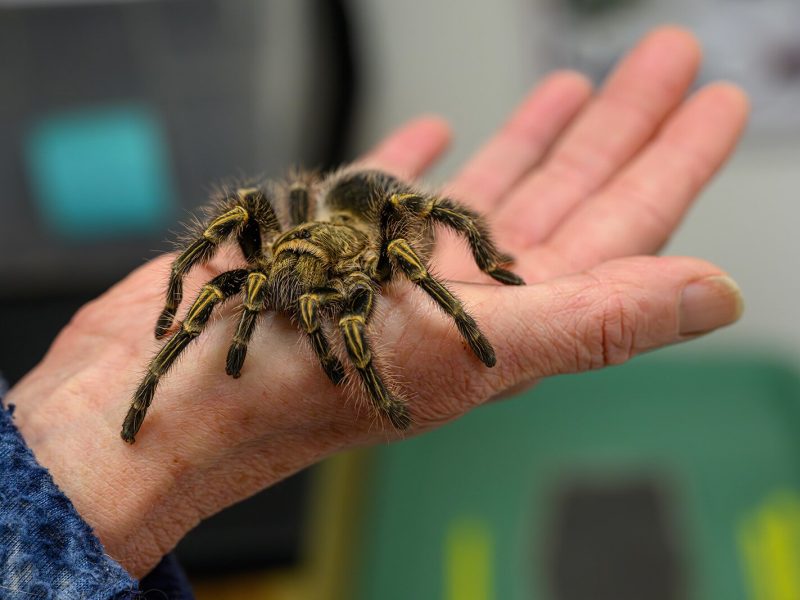 A tarantula at the EMU tarantula lab.