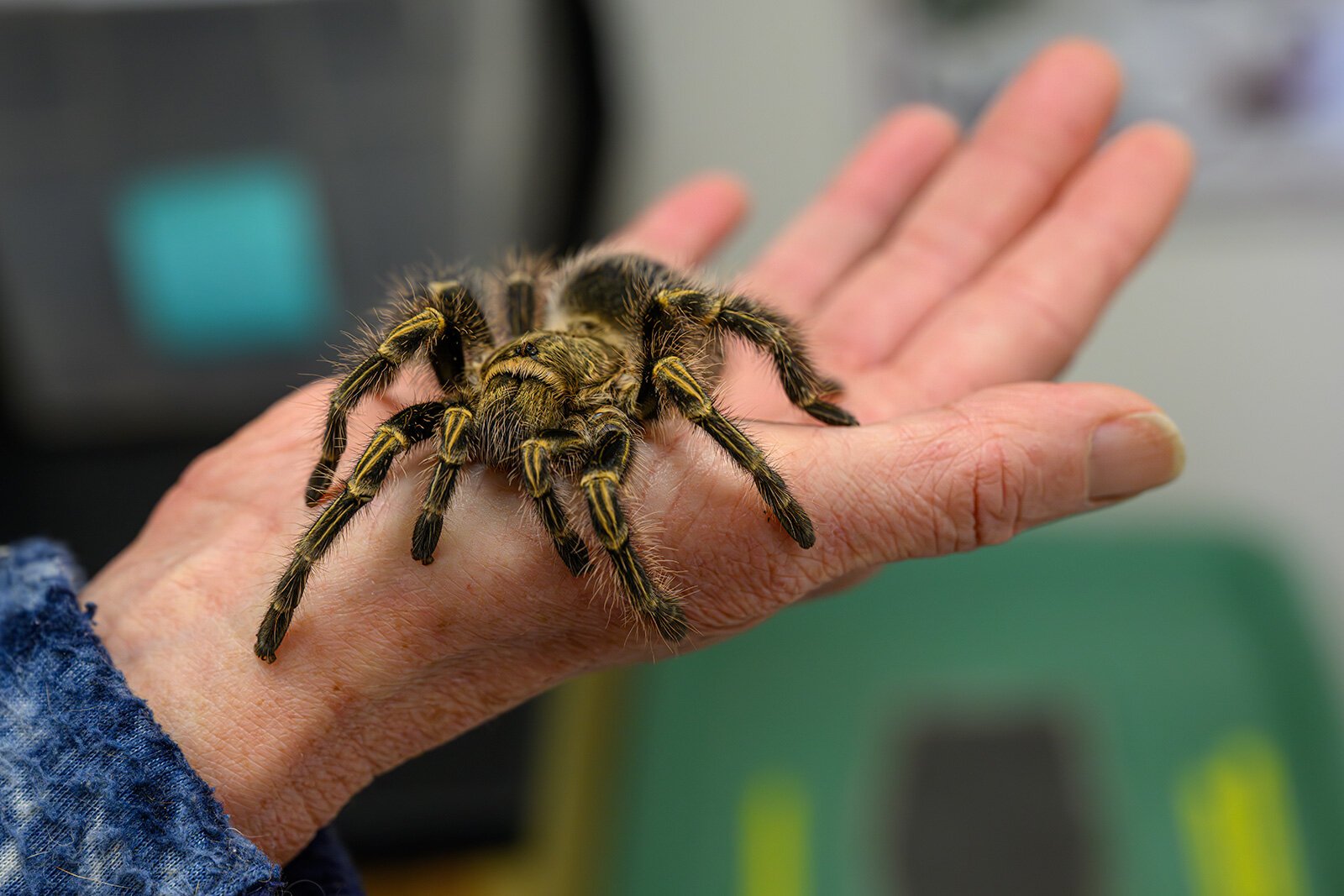 A tarantula at the EMU tarantula lab.