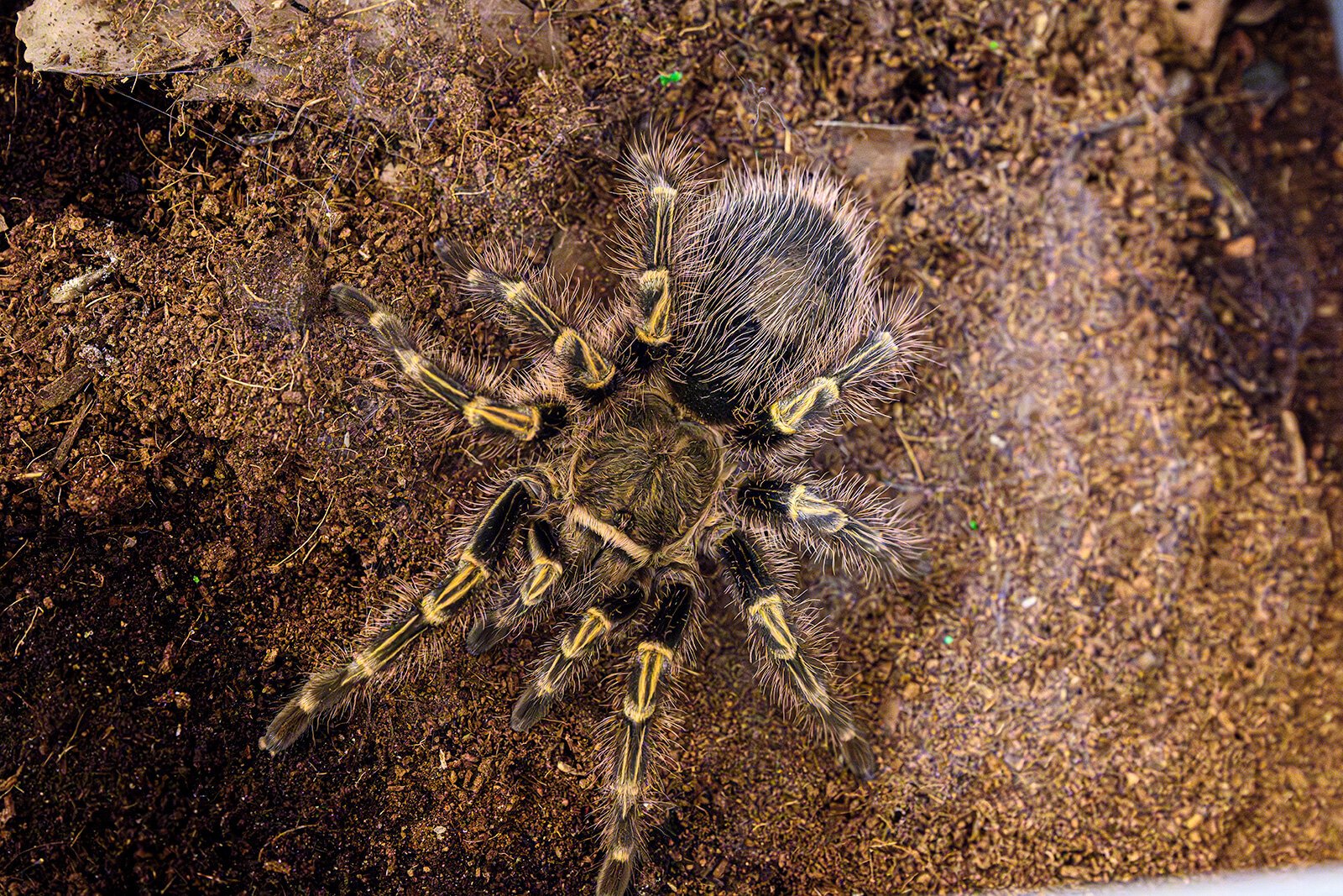 A tarantula at the EMU tarantula lab.