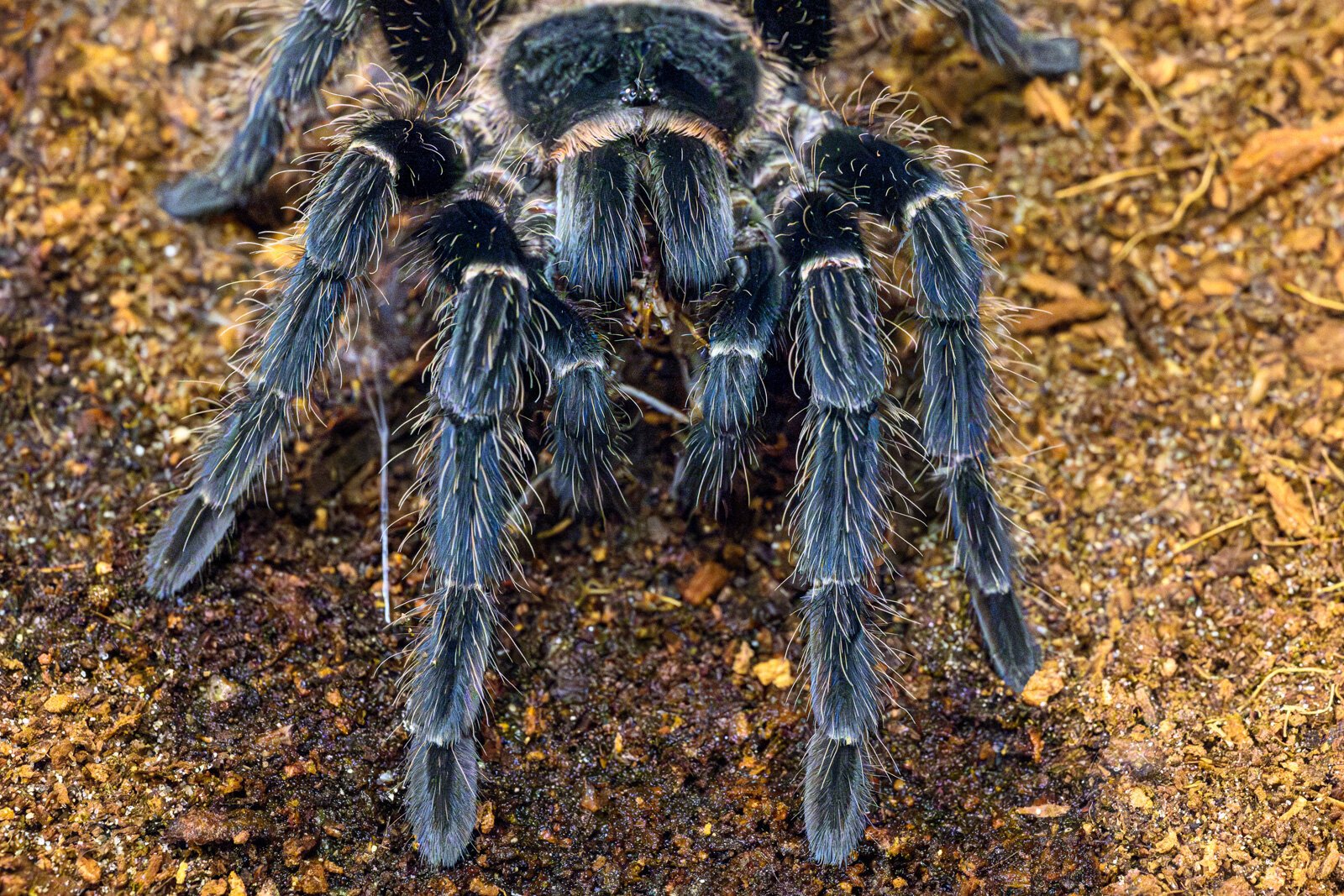 A tarantula eating a cricket at the EMU tarantula lab.