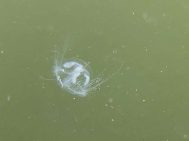 Peach blossom jellyfish in the Eastern Michigan Biology Lab.
