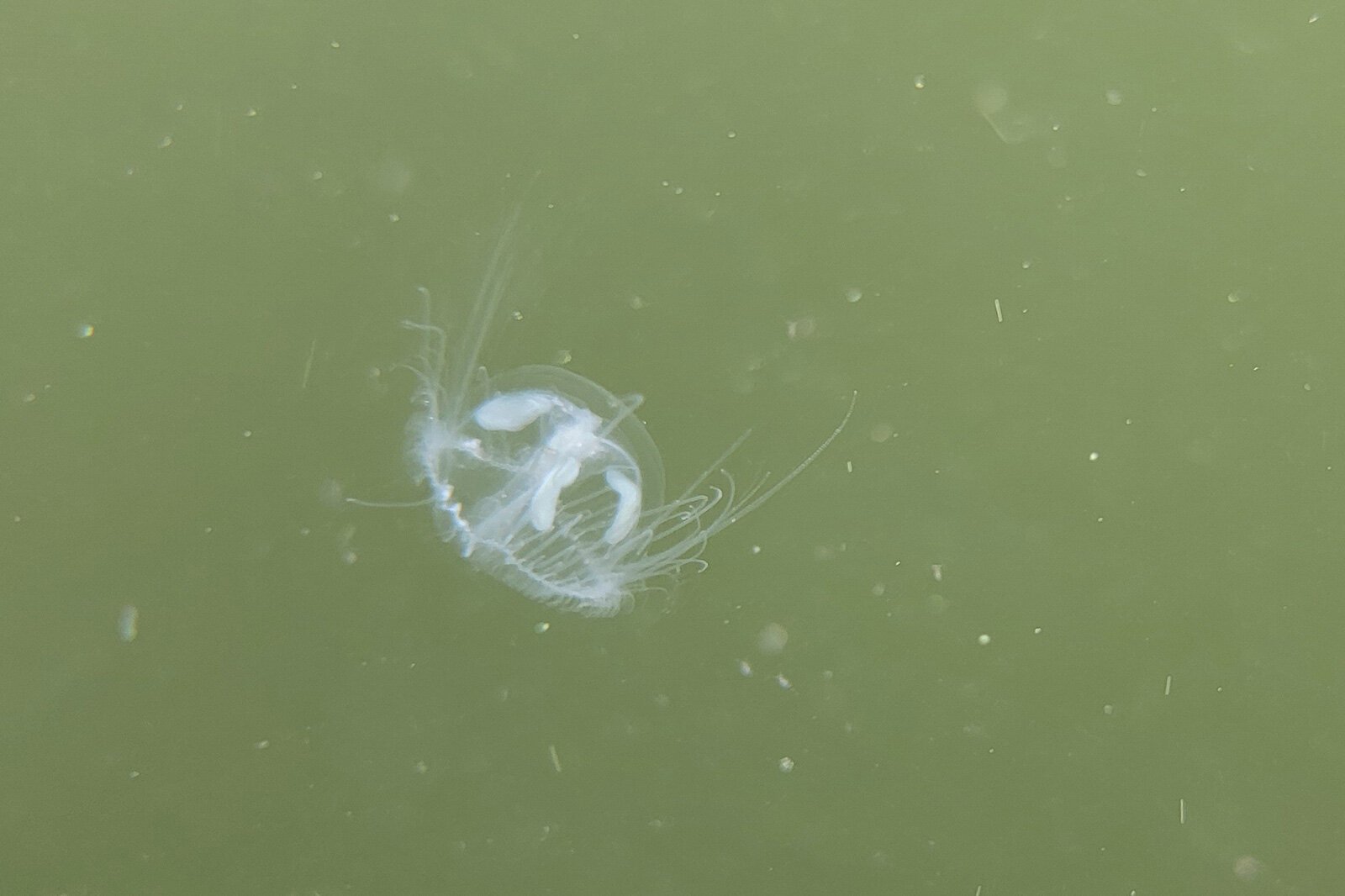 Peach blossom jellyfish in the Eastern Michigan Biology Lab.