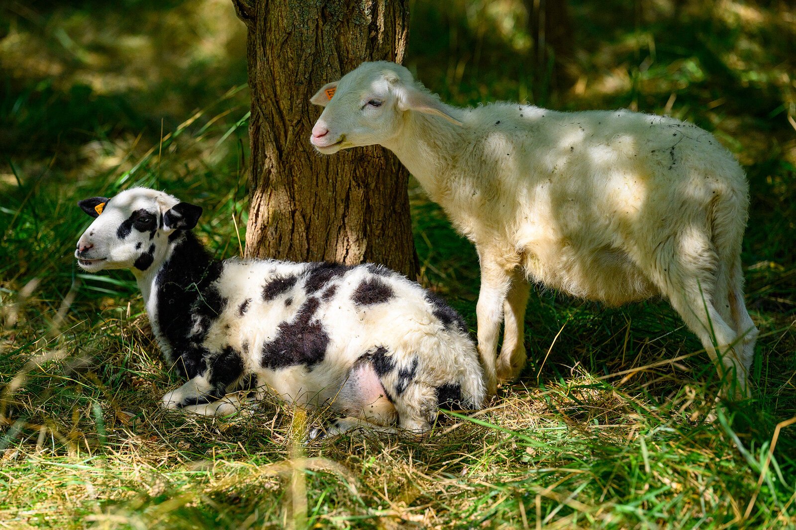 Some of Project Mow's sheep.