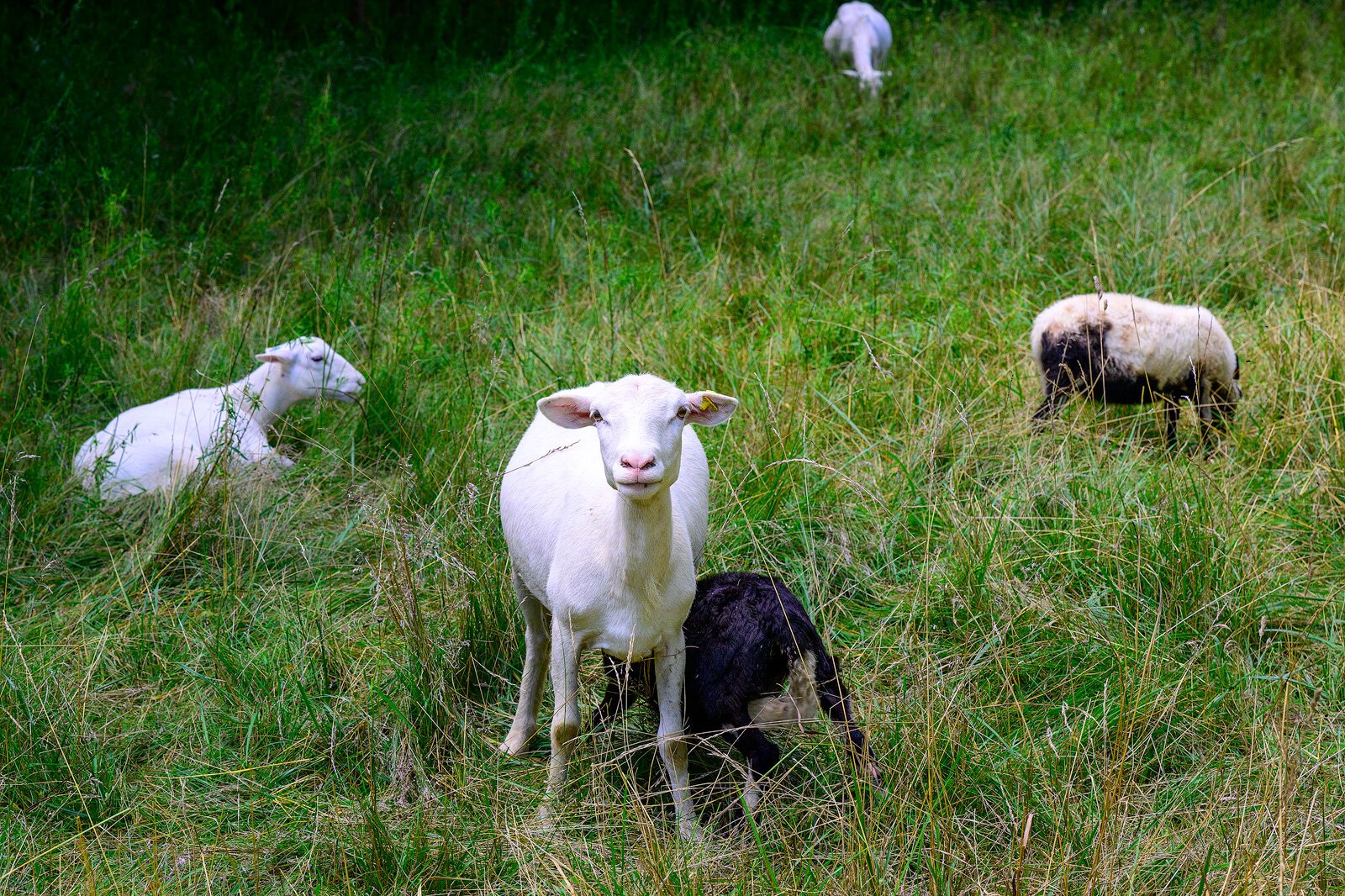 Some of Project Mow's sheep.