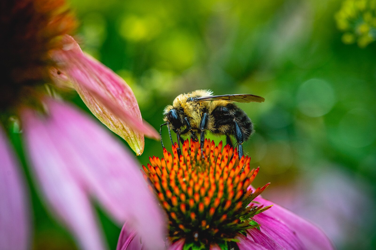A honey bee at Growing Hope.