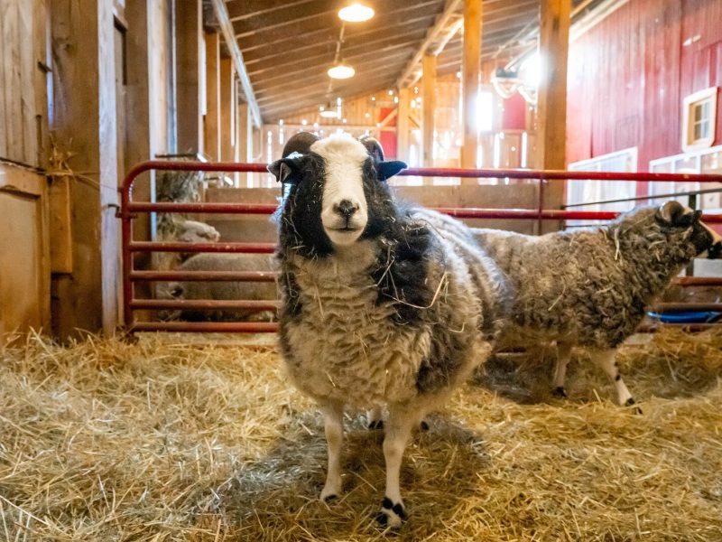 The Petting Farm at Domino's Farms.