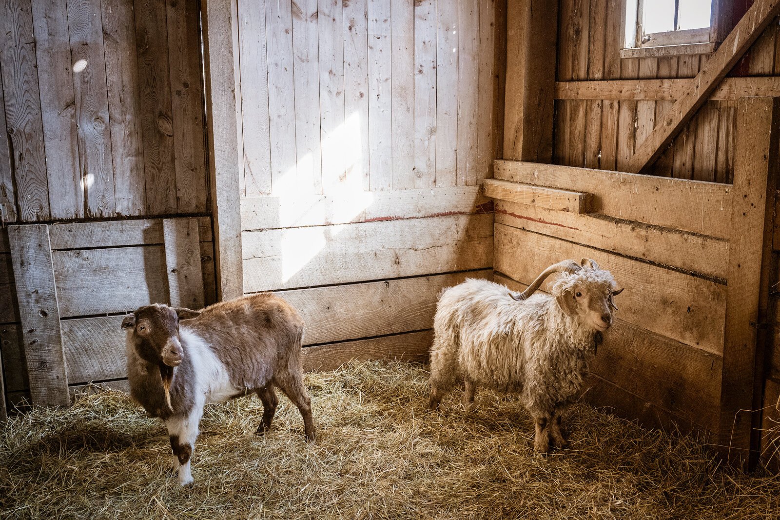 The Petting Farm at Domino's Farms.