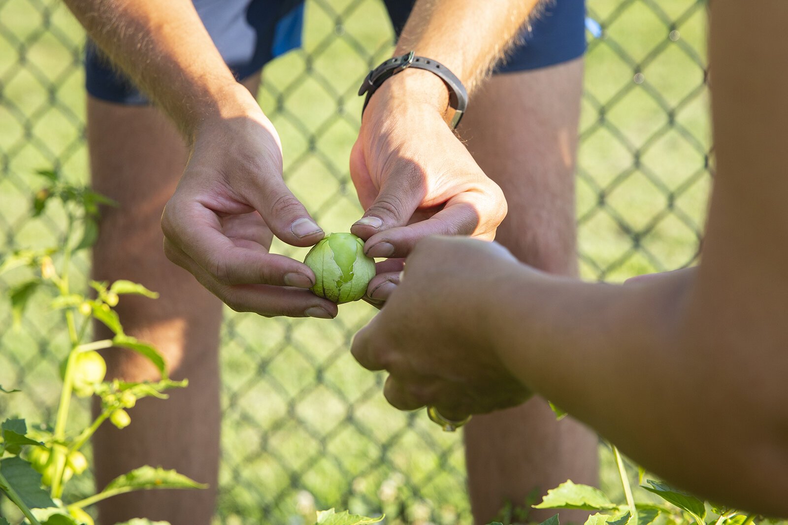 People work in the Youth Mentor Garden at Marquette Park in Wyoming, Mich.