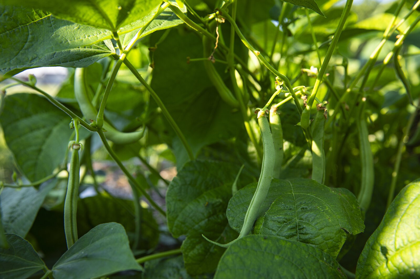 The Youth Mentor Garden at Marquette Park in Wyoming, Mich.