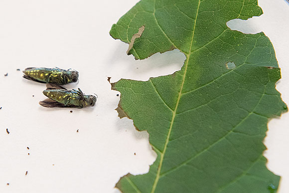 Emerald Ash Borer samples and some of the damage they cause