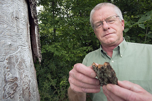 John Bedford looks over bark from a dead ash tree