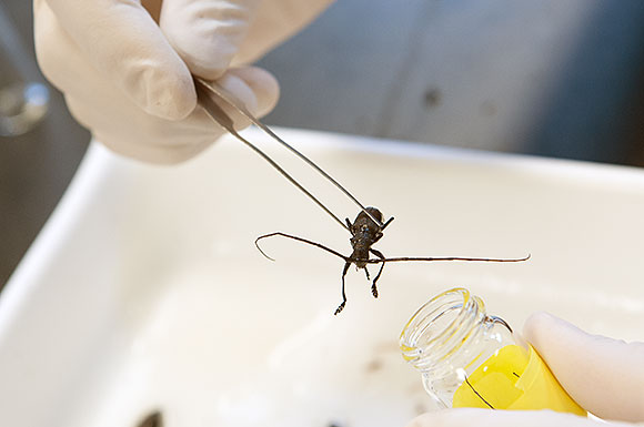 A Pine Sawyer Beetle (similar to the invasive Asian Longhorn but non-invasive) found in a trap