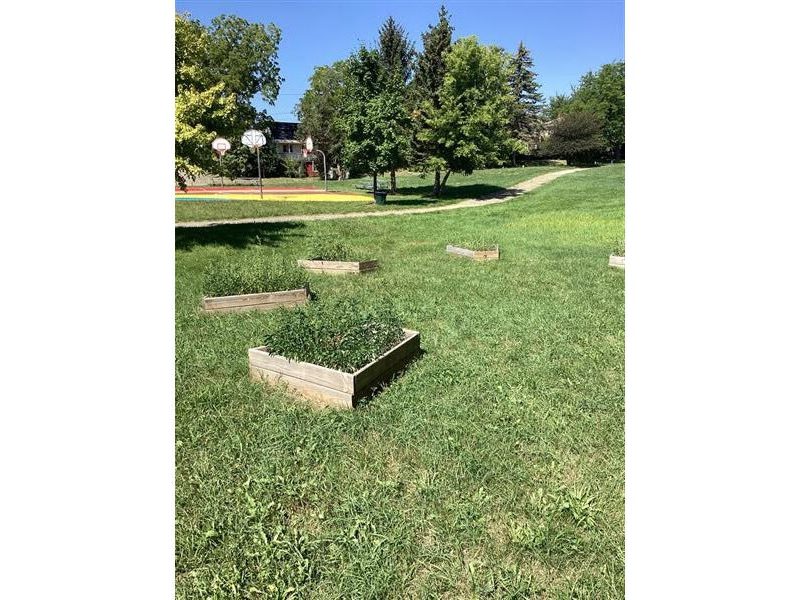 Plantings on a formerly vacant lot in Flint.