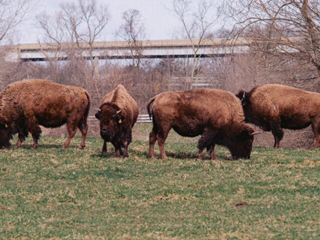 Bison at Domino's Farms.