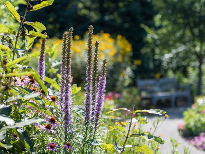 Matthaei Botanical Gardens.