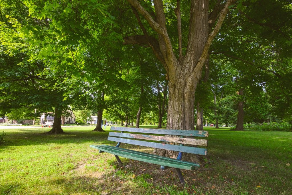 A tree in Ypsilanti's Prospect Park.