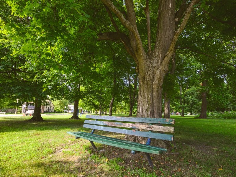 A tree in Ypsilanti's Prospect Park.