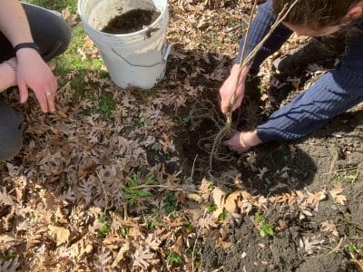 Two people plant a tree.