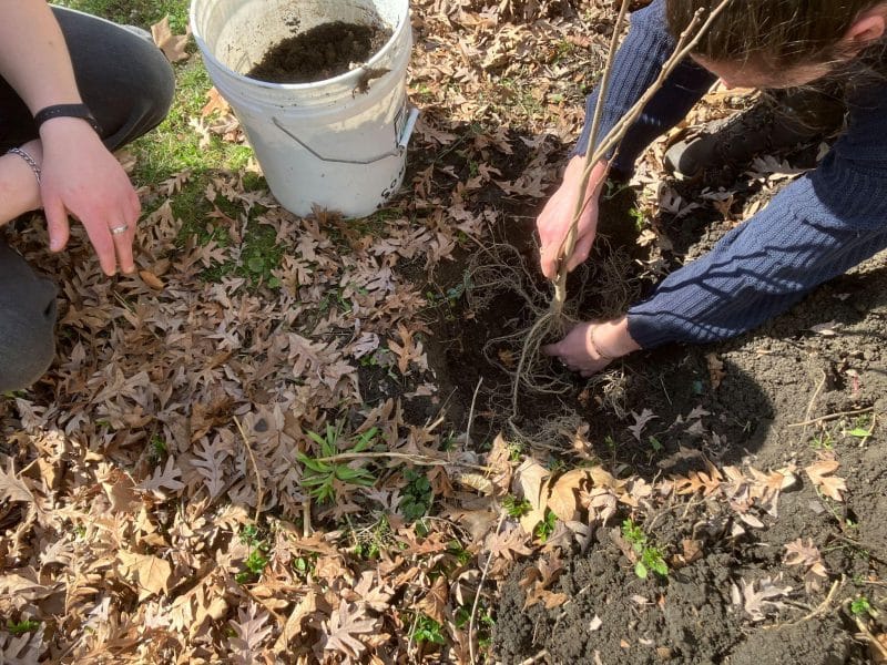 Two people plant a tree.